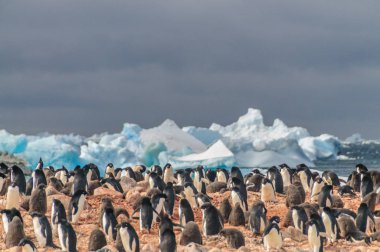 Adelie penguenleri Paulet Adası