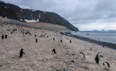 Adelie penguenleri Paulet Adası