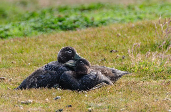 Nielotny parowiec kaczki na wyspie tuszy — Zdjęcie stockowe
