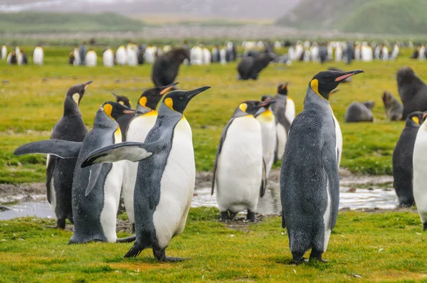 Király pingvinek a Dél-Georgia — Stock Fotó