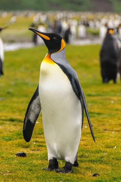 Pinguins-rei na Geórgia do Sul — Fotografia de Stock