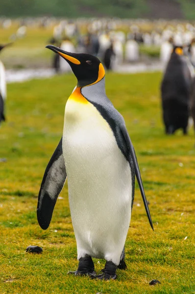 Pingouins royaux en Géorgie du Sud — Photo