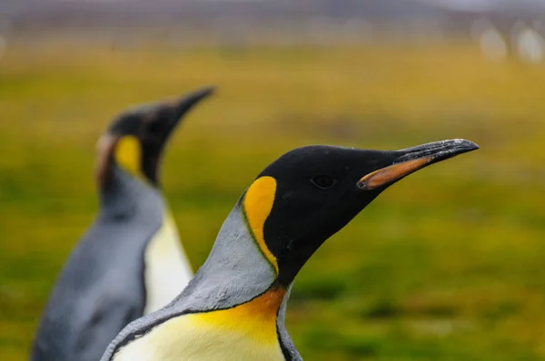 Pinguins-rei na Geórgia do Sul — Fotografia de Stock