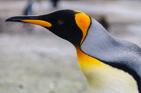 Pingouins royaux en Géorgie du Sud — Photo