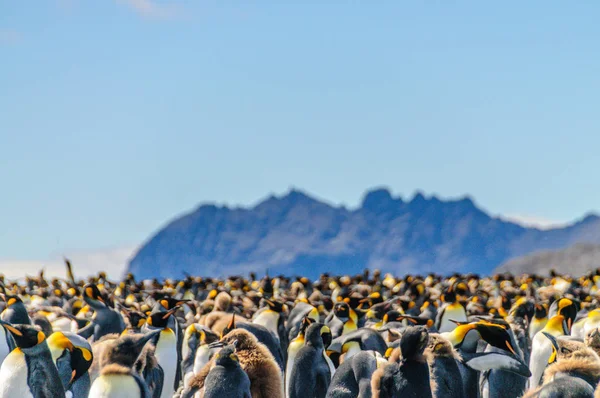 Grupo Pingüinos Rey Aptenodytes Patagonicus Las Llanuras Salisbury Isla Georgia — Foto de Stock