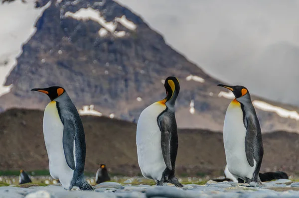 Király pingvinek a Dél-Georgia — Stock Fotó