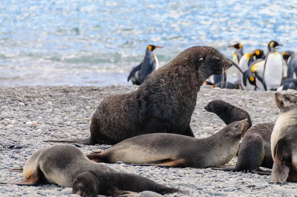 Fur Seals on Salisbury Plains, South Georgia — Stock Photo, Image