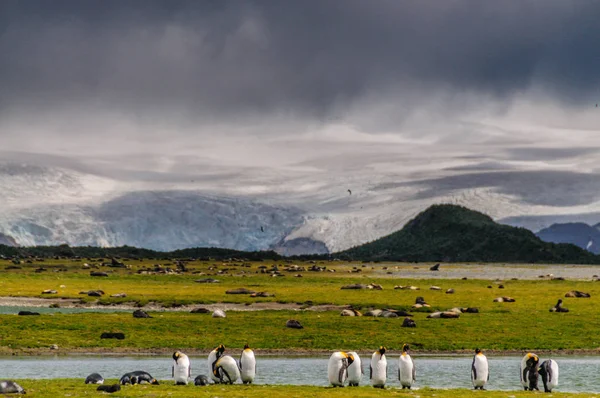 Königspinguine auf Südgeorgien — Stockfoto