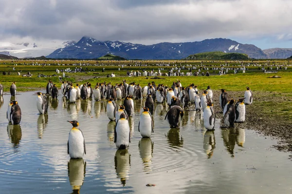 Re pinguini sulla Georgia del Sud — Foto Stock