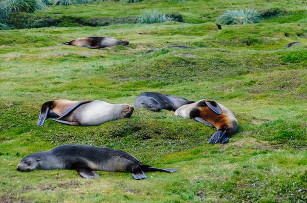 Sigilli di pelliccia sulle pianure di Salisbury, Georgia del Sud — Foto Stock