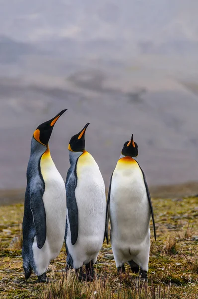 Τρεις βασιλικοί πιγκουίνοι στο Fortuna Bay — Φωτογραφία Αρχείου
