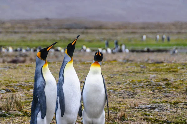 Три Королівські пінгвіни в Fortuna Bay — стокове фото