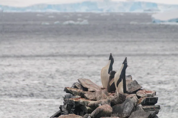 Pinguini di Adelie sull'isola di Paulet — Foto Stock