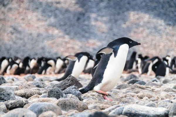 Adelie pingwiny na wyspie Paulet — Zdjęcie stockowe