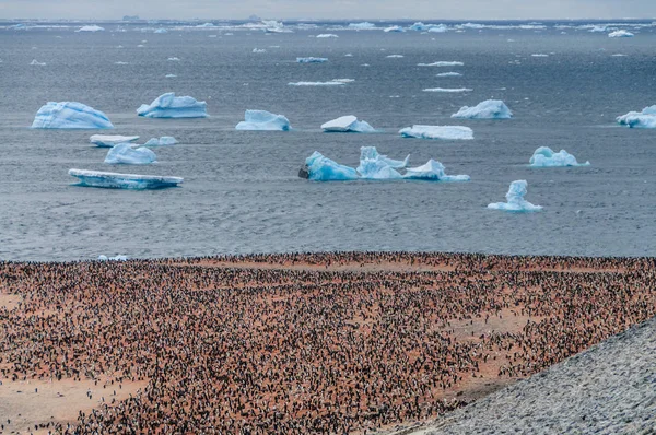 Pinguins Adelie na Ilha Paulet — Fotografia de Stock