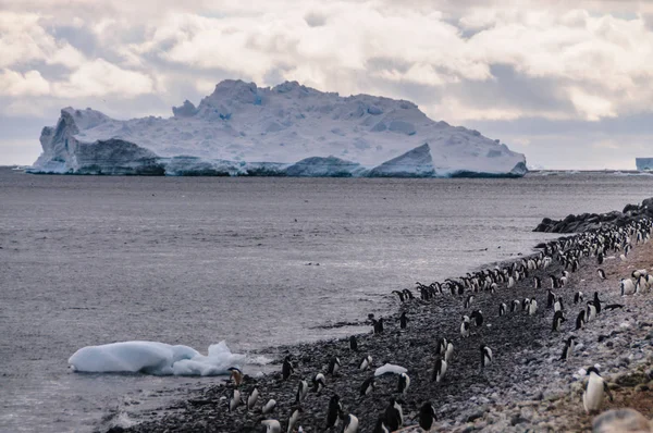 Pingouins Adélie sur l'île Paulet — Photo