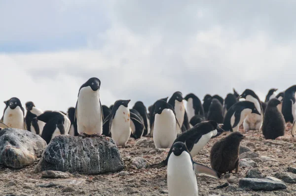 Adelie Penguins na ostrově Paulet — Stock fotografie