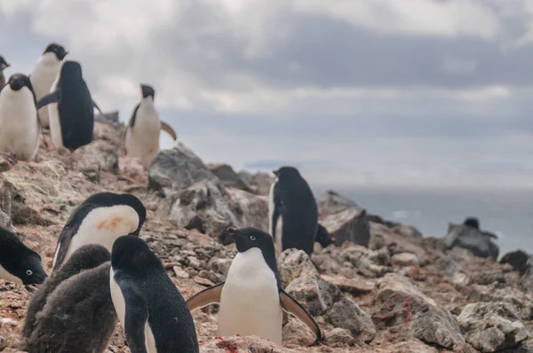 Pinguini di Adelie sull'isola di Paulet — Foto Stock