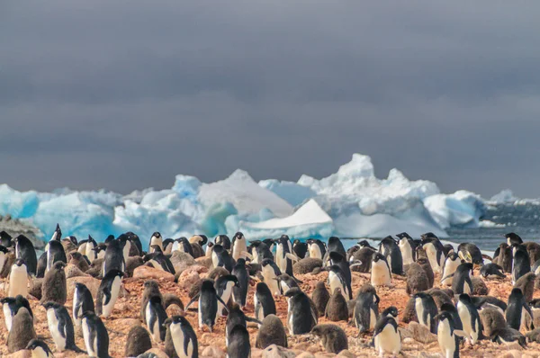 Adelie penguenleri Paulet Adası — Stok fotoğraf