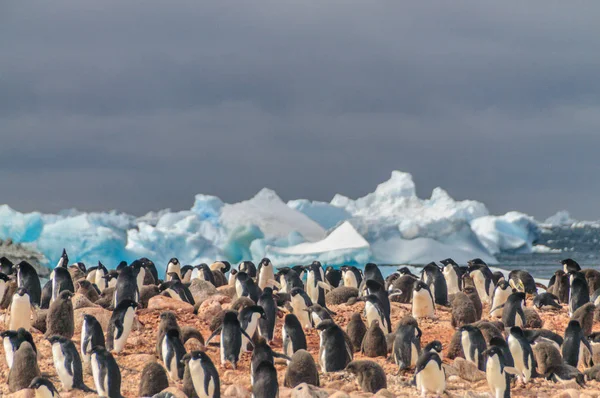 Pingüinos Adelie en la isla Paulet — Foto de Stock