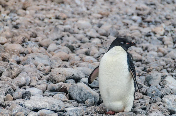 Adelie pinguine auf paulet island — Stockfoto