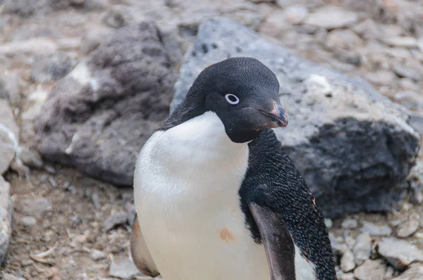 Adelie Penguins na ostrově Paulet — Stock fotografie