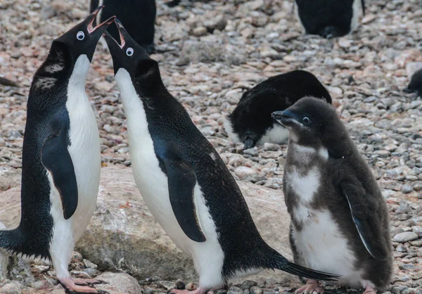 Pingüino Adelie pareja alimentando a su polluelo — Foto de Stock