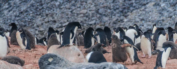 Pingüinos Adelie en la isla Paulet — Foto de Stock