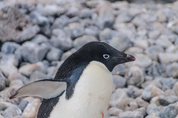 Adelie πιγκουίνους στο νησί Paulet — Φωτογραφία Αρχείου