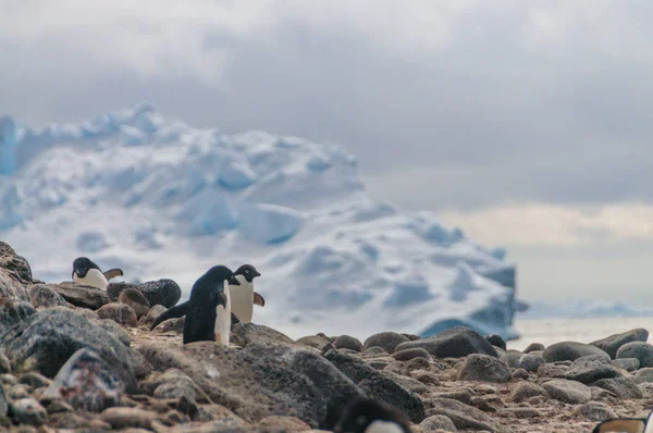 Adelie pingviner på Pauletön — Stockfoto