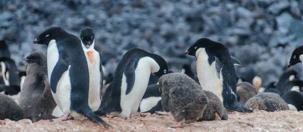 Pinguins Adelie Pygoscelis Adeliae Ilha Paulet Perto Península Antártica — Fotografia de Stock