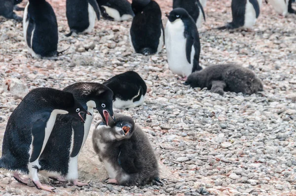 Pingüino Adelie pareja alimentando a su polluelo —  Fotos de Stock