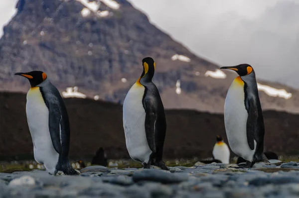 Thee koning Penguins wandelen in lijn — Stockfoto
