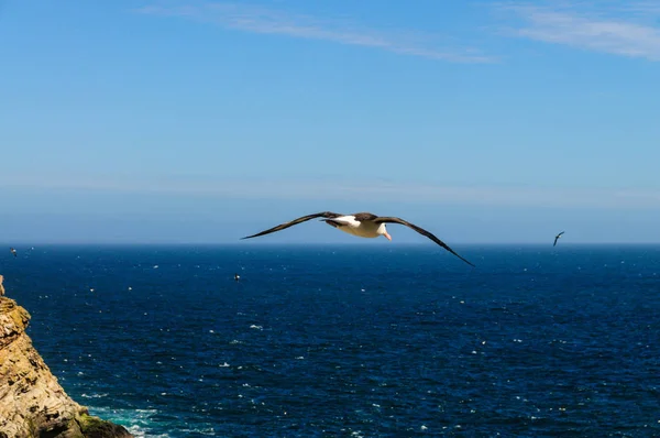 Black-Browed Albatross em voo — Fotografia de Stock