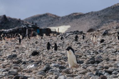 Adelie Penguins on Paulet Island clipart