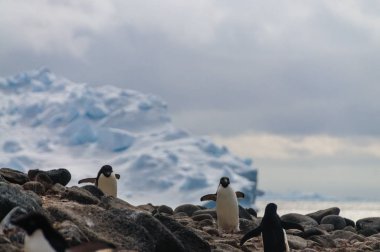 Adelie penguenleri Paulet Adası