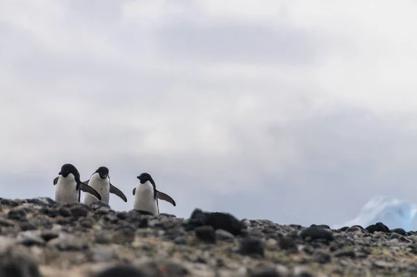 Adelie Penguins na ostrově Paulet — Stock fotografie