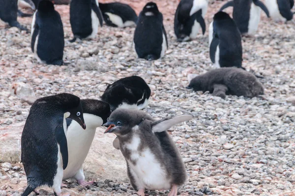 Pingüino Adelie pareja alimentando a su polluelo — Foto de Stock