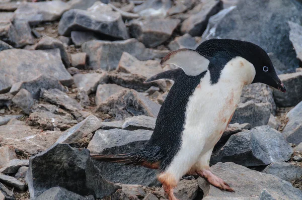 Adelie πιγκουίνους στο νησί Paulet — Φωτογραφία Αρχείου