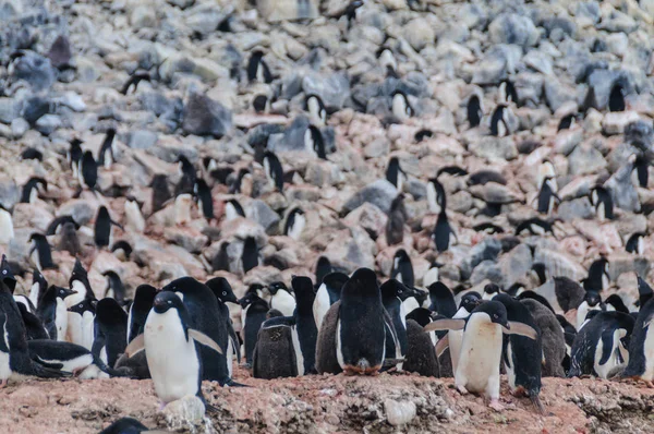 पॉलेट बेटावर Adelie पेंग्विन — स्टॉक फोटो, इमेज