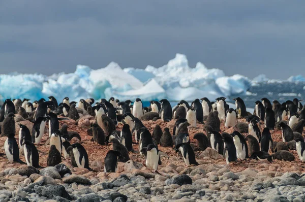 Adelie Penguins บนเกาะ Paulet ภาพสต็อก