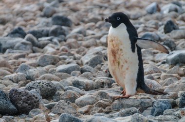 Adelie Penguins on Paulet Island clipart