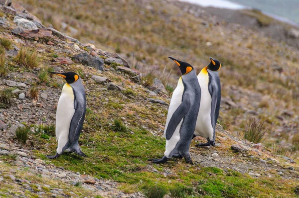 Kolme kuningas pingviinit Fortuna Bay — kuvapankkivalokuva