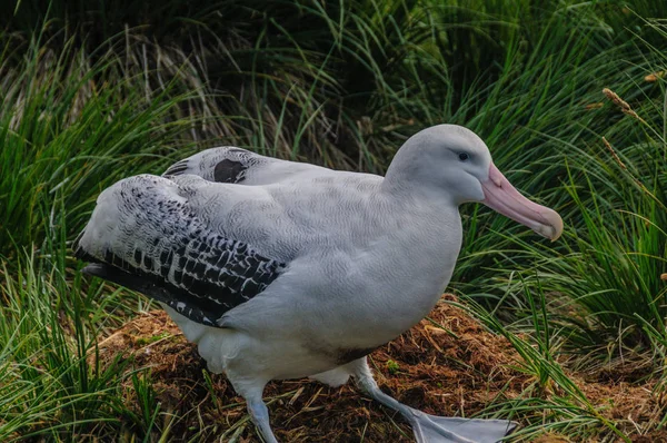 Albatross errante pareja en su nido — Foto de Stock