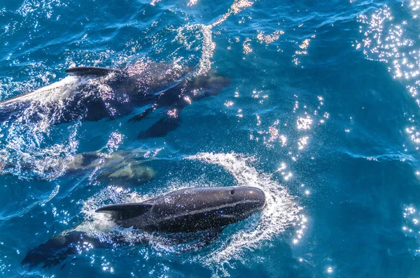 Długo żebrowane wielorybów na południowym Atlantyku — Zdjęcie stockowe