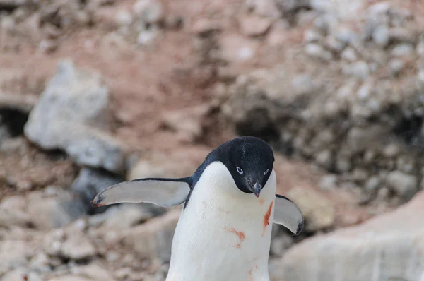 Pinguins Adelie na Ilha Paulet — Fotografia de Stock