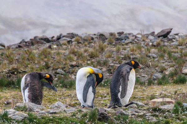 Τρεις βασιλικοί πιγκουίνοι στο Fortuna Bay — Φωτογραφία Αρχείου
