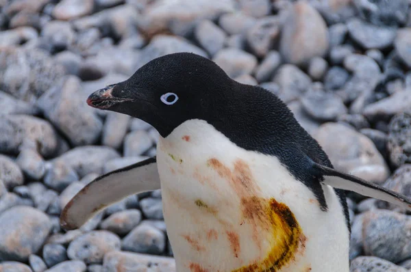 Adelie Penguins na ostrově Paulet — Stock fotografie
