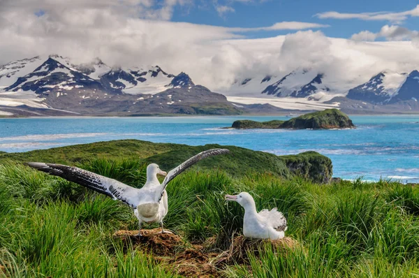 Göçebe Albatros çift yuva üzerinde — Stok fotoğraf