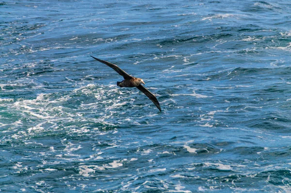 Um Petrel gigante do sul em voo — Fotografia de Stock